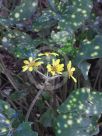 Farfugium japonicum Aureomaculatum