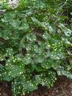 Farfugium japonicum Aureomaculatum