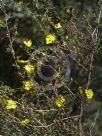 Hibbertia linearis