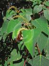 Homalanthus populifolius