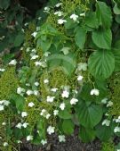 Hydrangea petiolaris