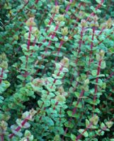 Hypocalymma cordifolium