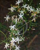 Jasminum simplicifolium suavissimum