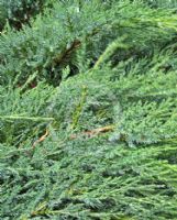 Juniperus sabina Blaue Donau