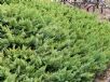 Juniperus taxifolia lutchuensis