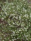 Leionema lamprophyllum obovatum