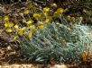 Leucochrysum albicans