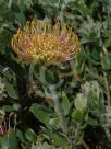 Leucospermum cordifolium