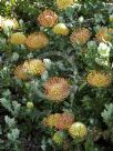 Leucospermum cordifolium