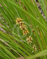 Lomandra confertifolia rubiginosa