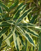 Nerium oleander Splendens Foliis Variegatis