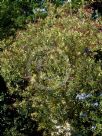Nerium oleander Splendens Foliis Variegatis