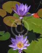 Nymphaea Tropical