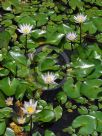 Nymphaea Tropical