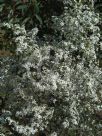 Olearia microphylla