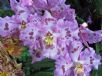 Oncidium