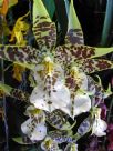 Oncidium