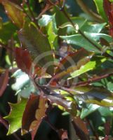 Osmanthus heterophyllus Purpureus
