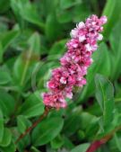 Persicaria affinis