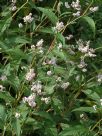 Persicaria campanulata