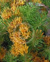 Persoonia chamaepitys