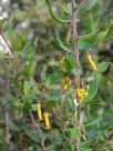 Persoonia myrtilloides