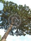 Pinus pinaster