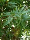 Platanus orientalis