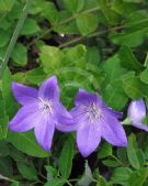 Platycodon grandiflorus