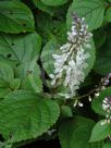 Plectranthus ciliatus