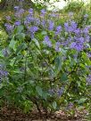 Plectranthus ecklonii Medley-Wood