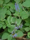 Plectranthus graveolens