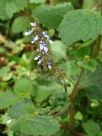 Plectranthus parviflorus