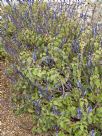 Plectranthus parviflorus