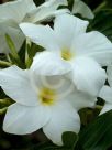 Plumeria pudica