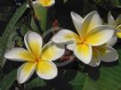 Plumeria rubra acutifolia