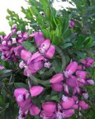 Polygala dalmaisiana Grandiflora