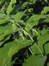 Polygonatum biflorum