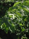 Polygonatum biflorum