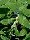 Polygonatum hybridum