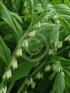 Polygonatum hybridum