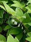 Polygonatum odoratum pluriflorum Variegatum