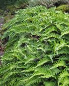 Polypodium vulgare