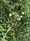 Polyscias sambucifolia decomposita