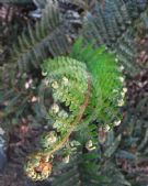 Polystichum proliferum