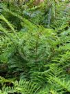 Polystichum proliferum