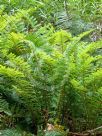 Polystichum proliferum