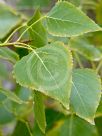 Populus balsamifera