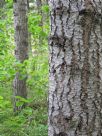 Populus tremula