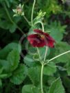 Potentilla atrosanguinea